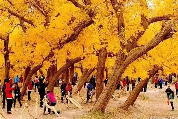 內(nèi)蒙古額濟納旗景區(qū)